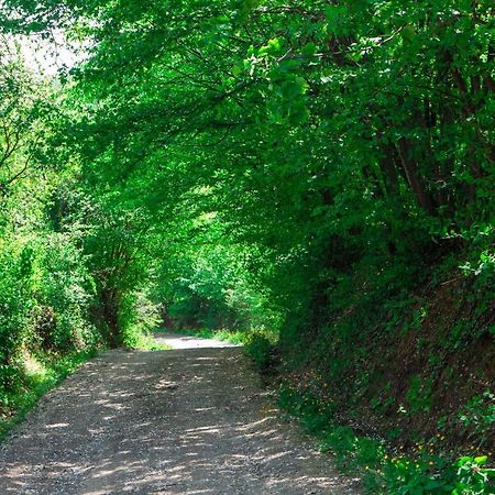 Na Okic - A Private Forest Oasis Sveti Martin pod Okicem Ngoại thất bức ảnh